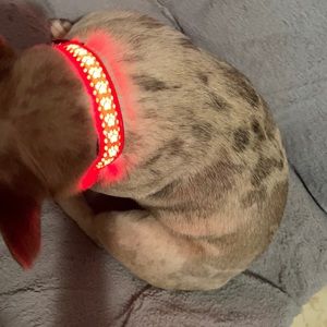 LED Dog collar comes in Red 🐾 & Blue/Green 🦴